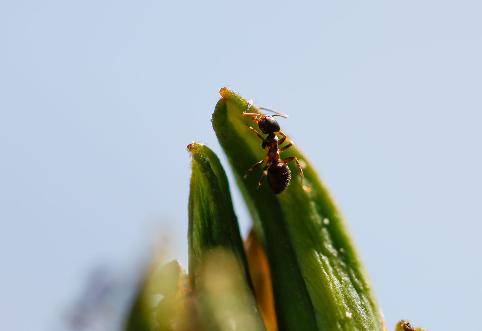 Canon EF 100mm F2.8L Macro IS USM sample photo. Plant, ant, nature photography
