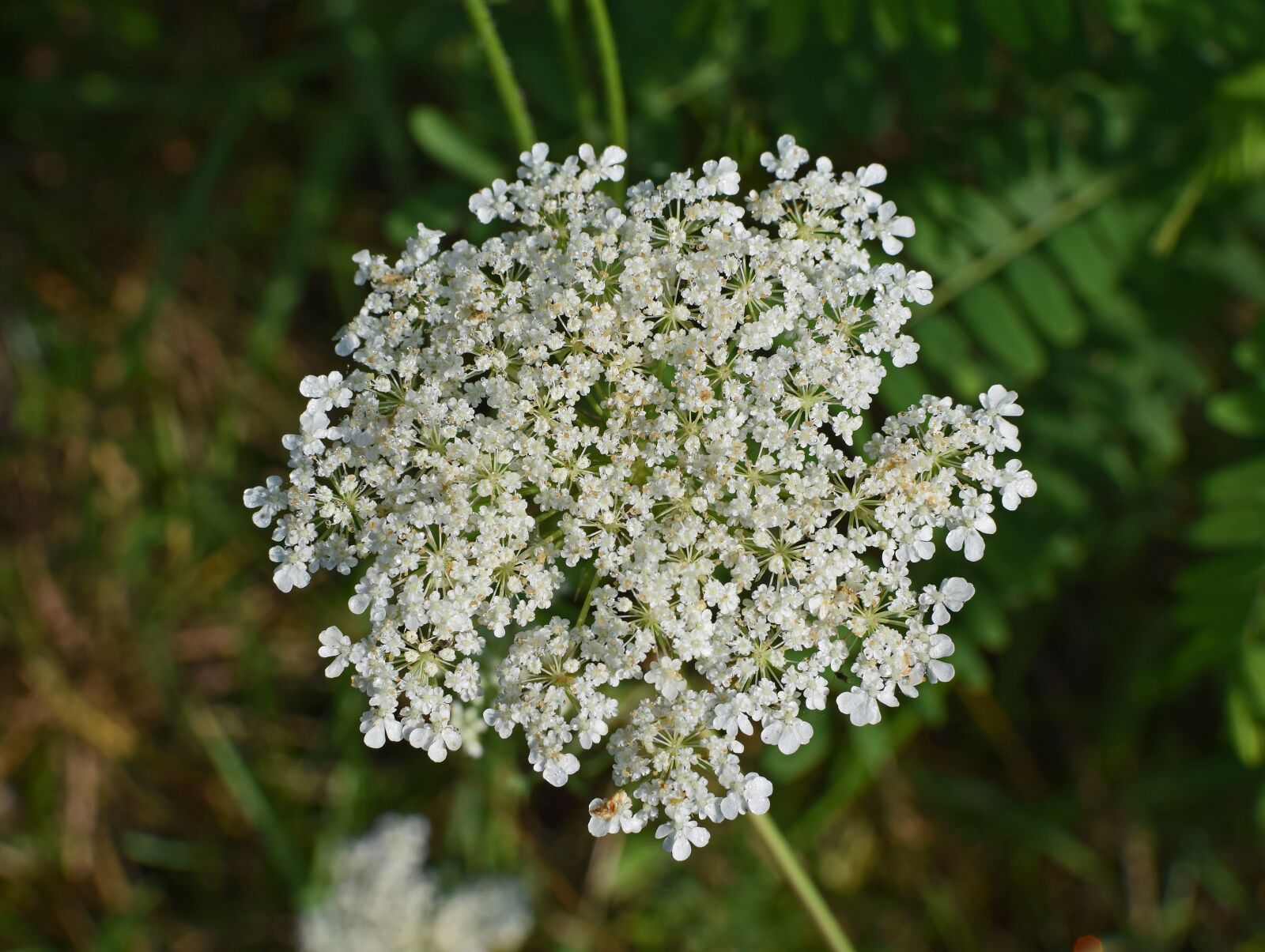 Nikon D3300 sample photo. Queen anne's lace with photography