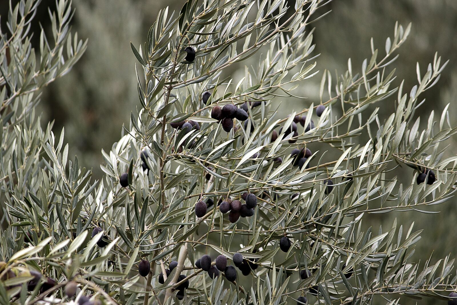 Canon EOS 600D (Rebel EOS T3i / EOS Kiss X5) sample photo. Olive, cadiz, mature photography