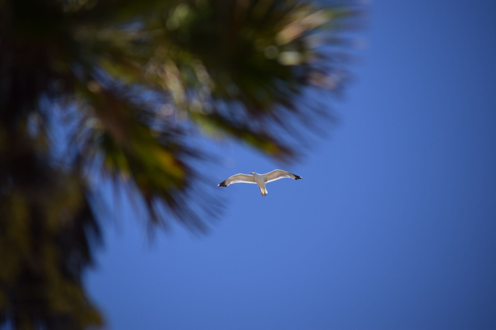 Tamron 18-200mm F3.5-6.3 Di II VC sample photo. Seagull, palm, bird photography