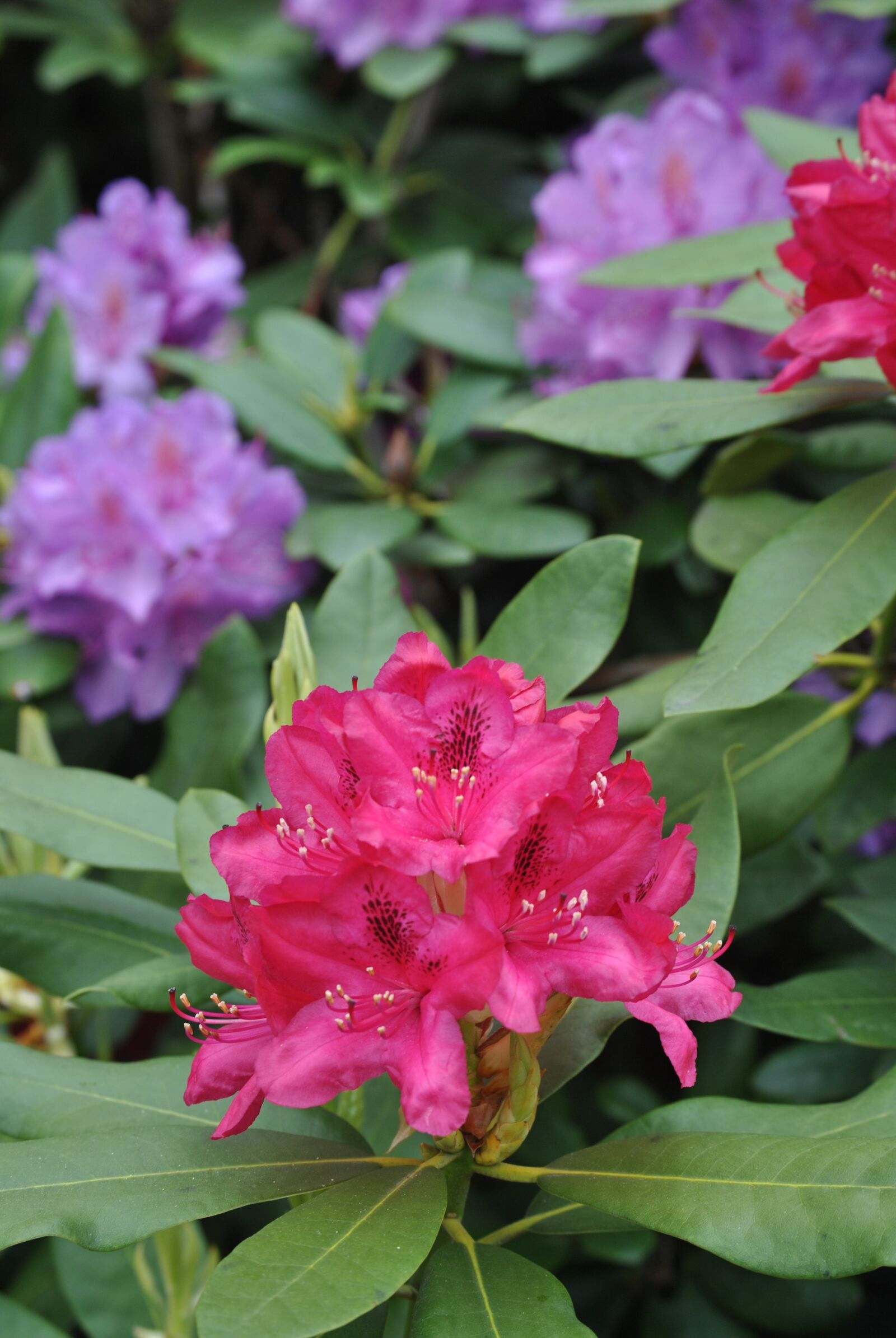 Nikon D3000 sample photo. Flowers, rhododendron, bush photography