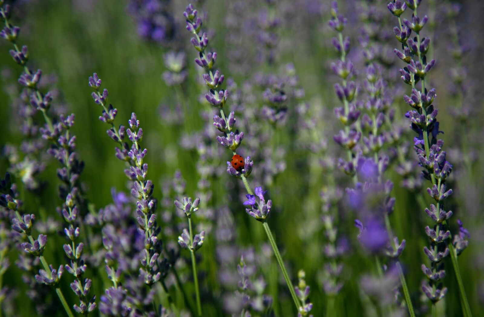 Canon EOS 6D + Canon EF 24-105mm F4L IS USM sample photo. Ladybug, lavender, nature photography