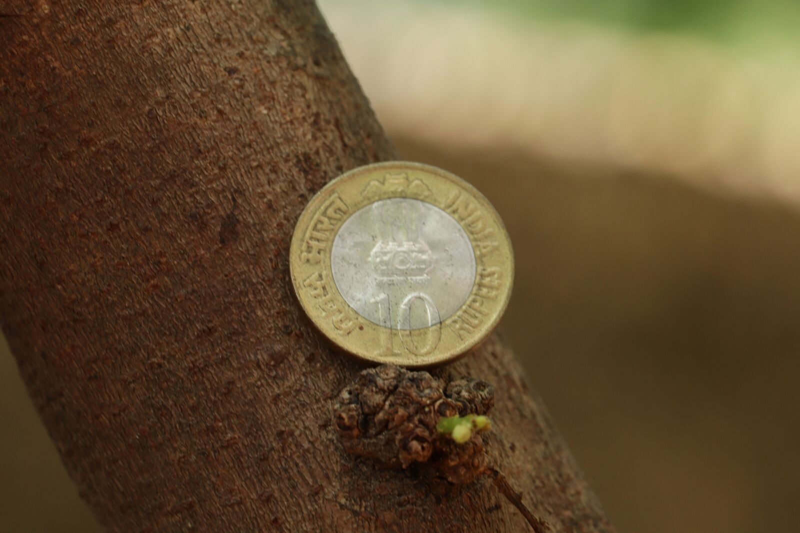 Canon EOS 250D (EOS Rebel SL3 / EOS Kiss X10 / EOS 200D II) sample photo. Coin, design, texture photography
