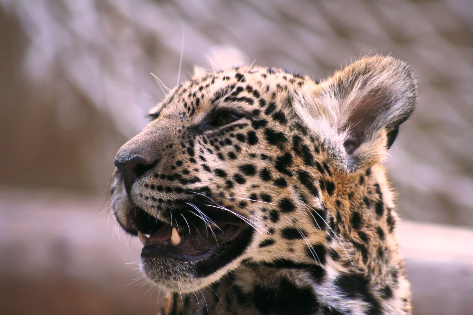Canon EOS 350D (EOS Digital Rebel XT / EOS Kiss Digital N) sample photo. Leopard, cat, animal photography