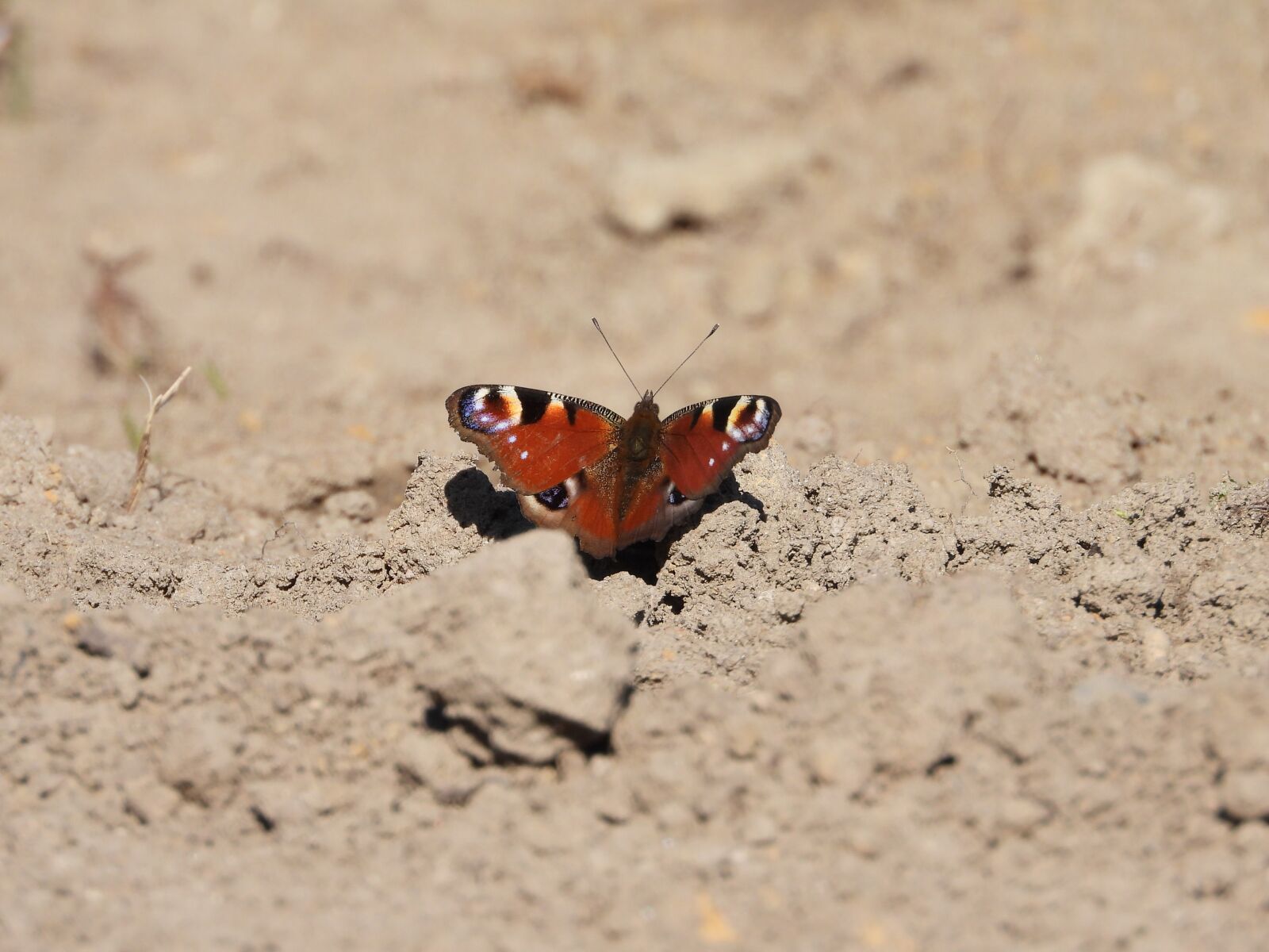 Nikon Coolpix P1000 sample photo. Butterfly, spring, garden photography