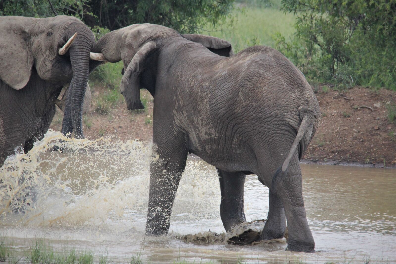 Canon EOS 60D sample photo. African elephants, splashing, approach photography