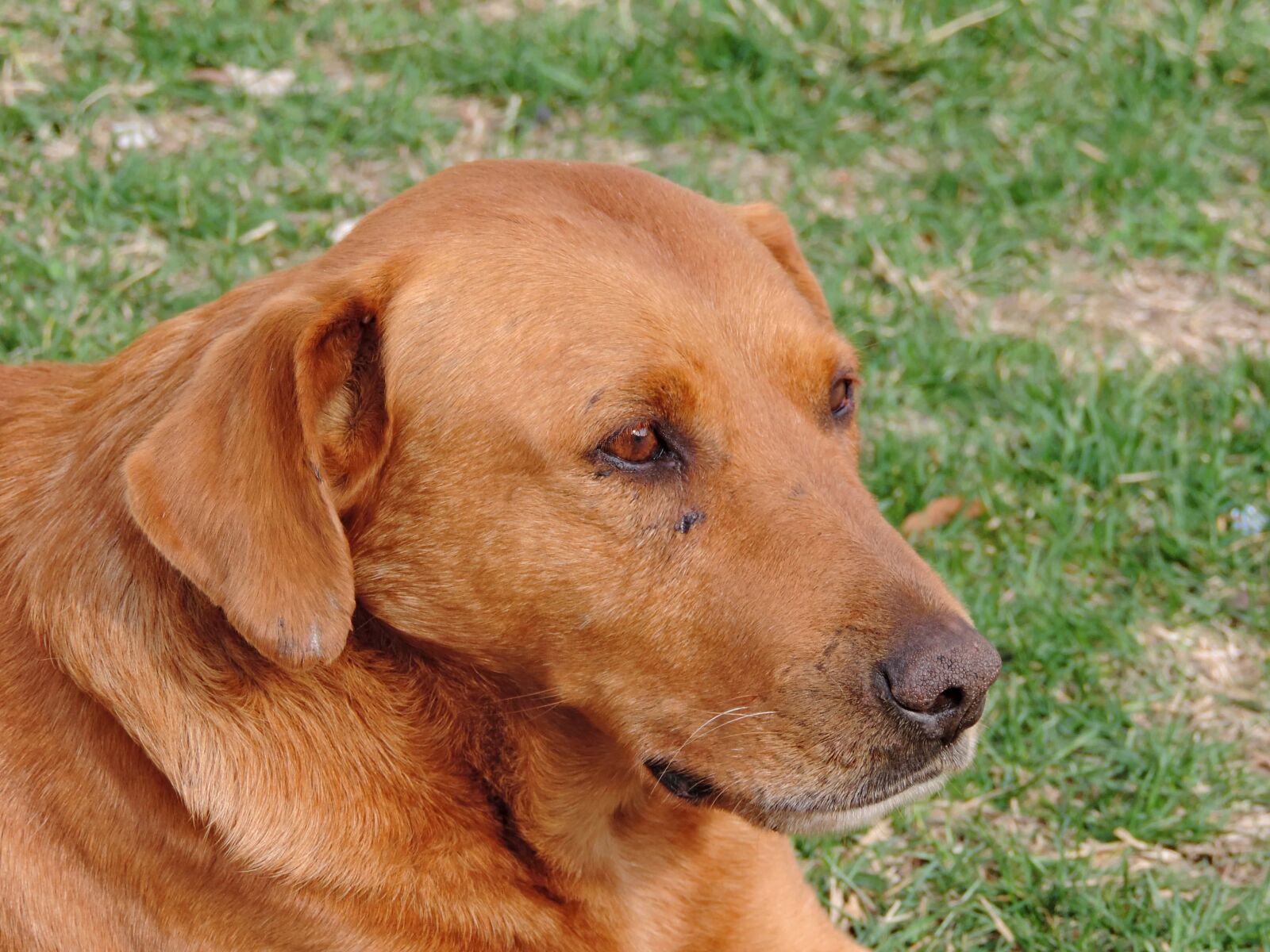 Nikon Coolpix P520 sample photo. Hunting dog, puppy, pet photography