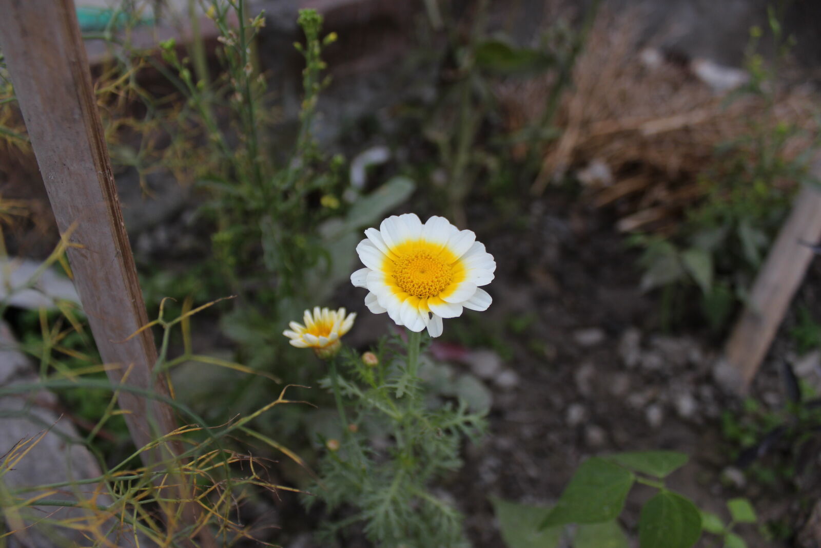 Canon EOS 700D (EOS Rebel T5i / EOS Kiss X7i) sample photo. Click, of, babl photography