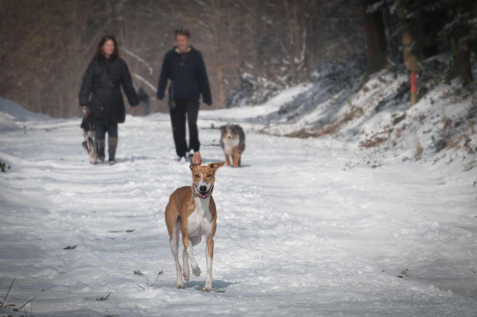 Nikon AF-S Nikkor 70-300mm F4.5-5.6G VR sample photo. Winter, dog, pet, dogs photography
