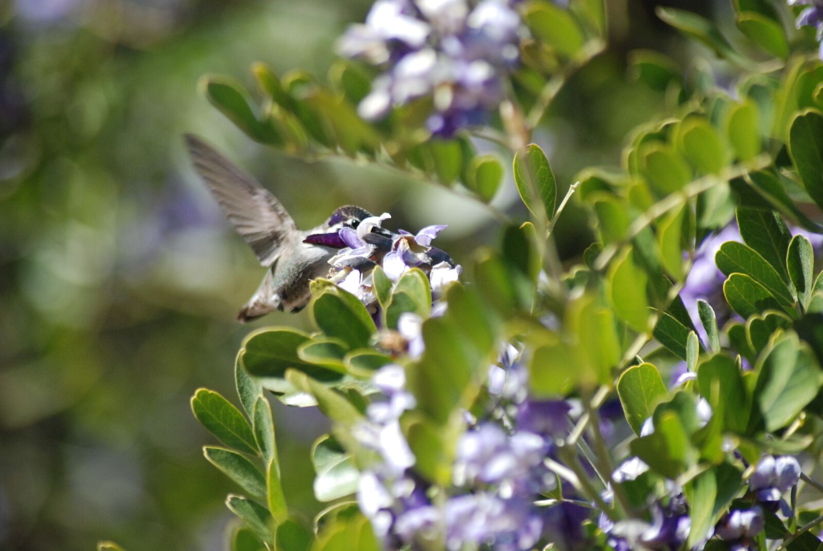 Nikon D80 sample photo. Humming bird, flower, hummingbird photography