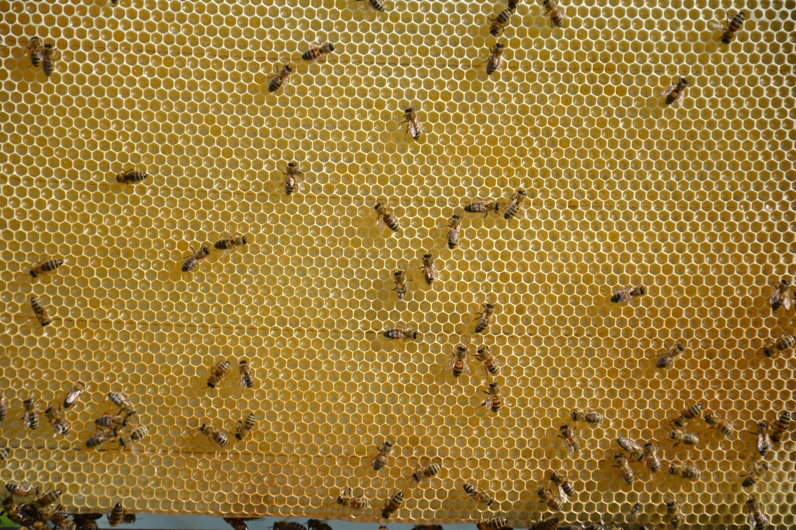 Nikon D3100 sample photo. Honeycomb, honey, sweet photography