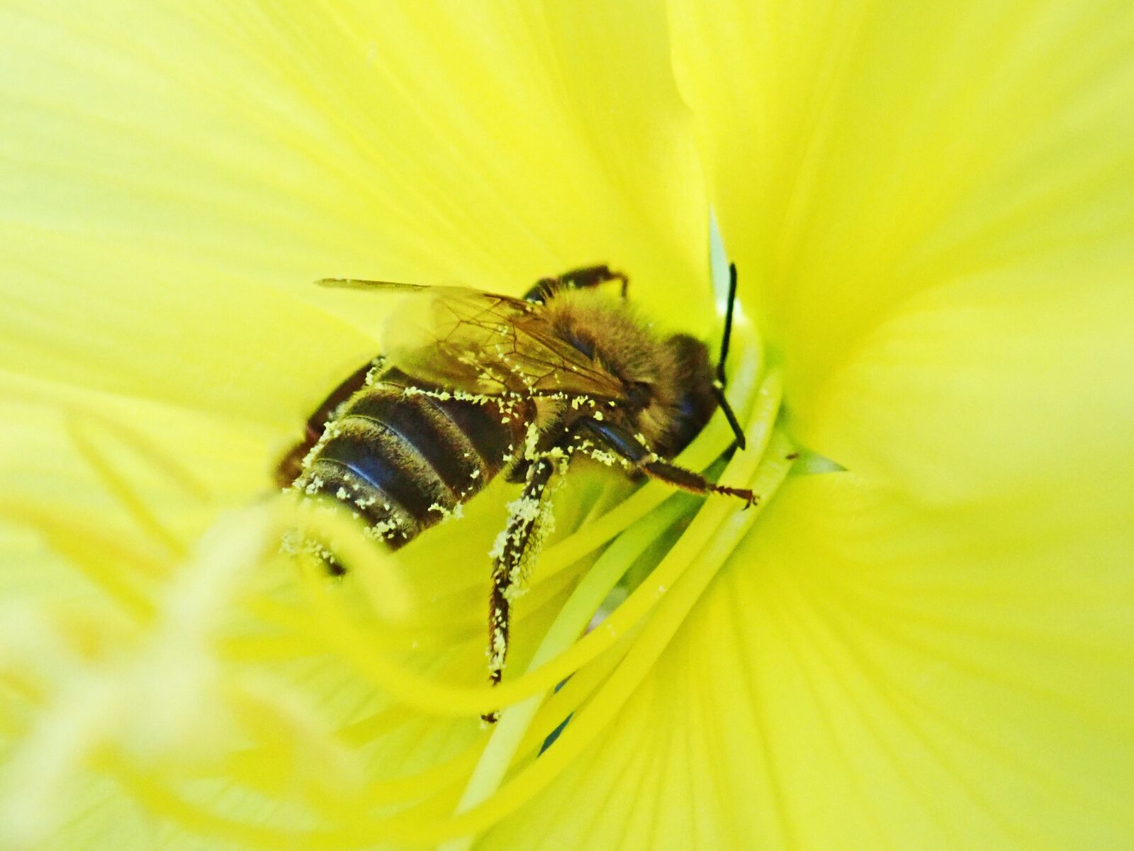 Olympus TG-5 sample photo. Bee, insect, flower photography