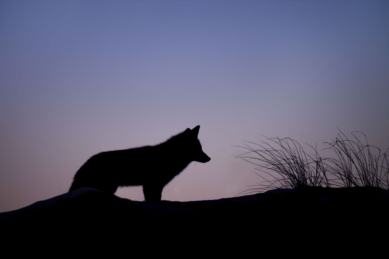 Nikon D4S sample photo. Animal, canine, dawn photography