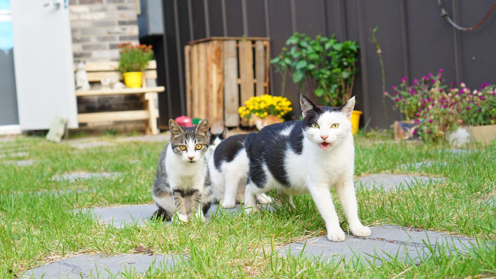 Sony a6000 + Sony E 35mm F1.8 OSS sample photo. Cat, cats, baby cats photography