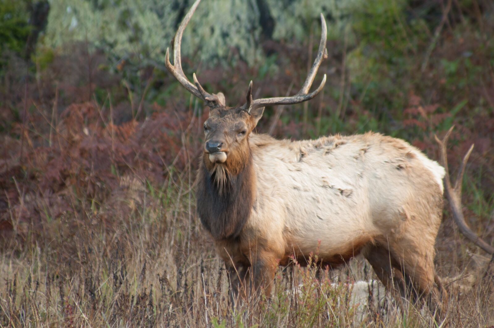 Nikon D70s sample photo. Elk, mammal, animal photography