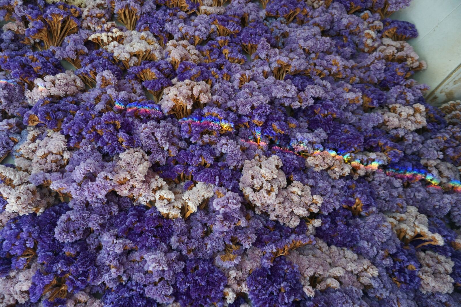 Sony a5100 sample photo. Rainbow, flower, flowers photography