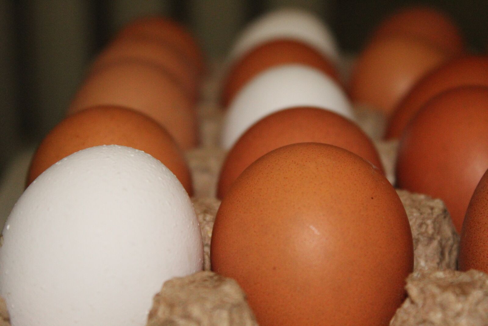 Canon EOS 4000D (EOS Rebel T100 / EOS 3000D) sample photo. Eggs, chicken, egg photography