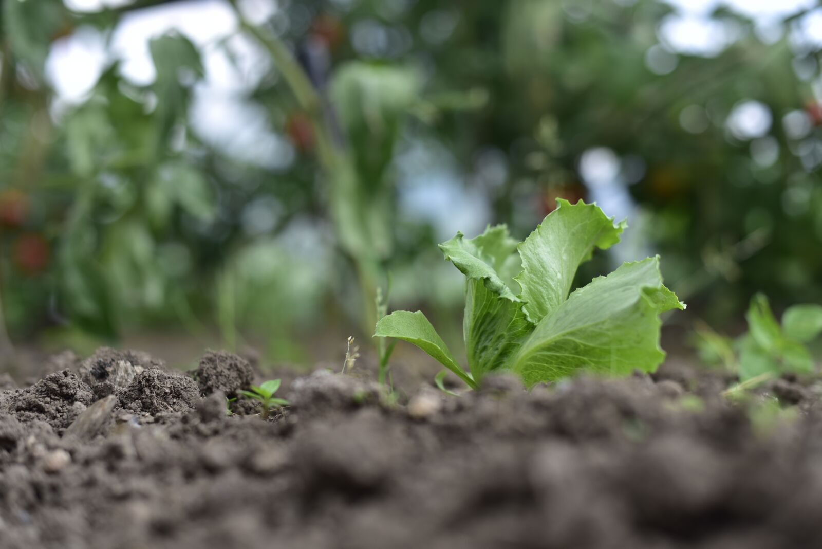 Nikon D750 sample photo. Iceberg lettuce, organic, vegetables photography