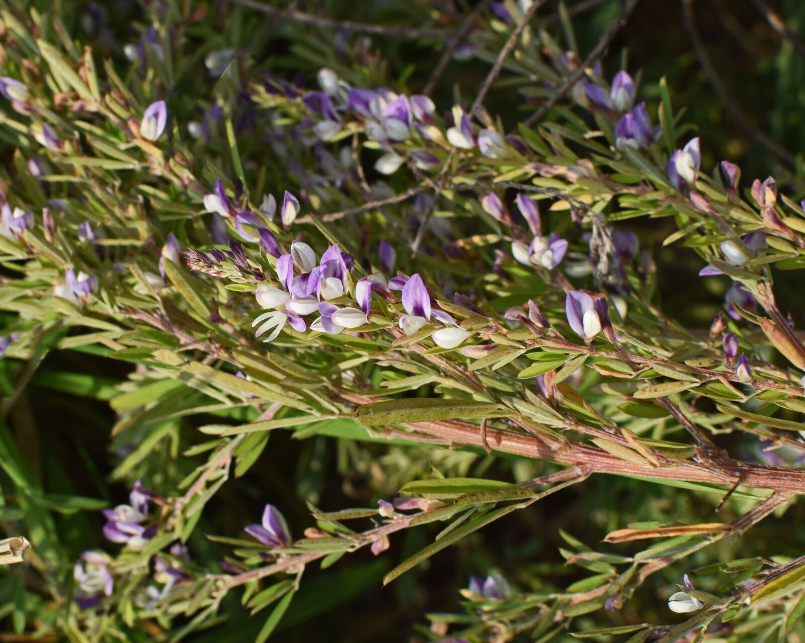 Nikon D3300 sample photo. Wild heather, heather, wildflower photography