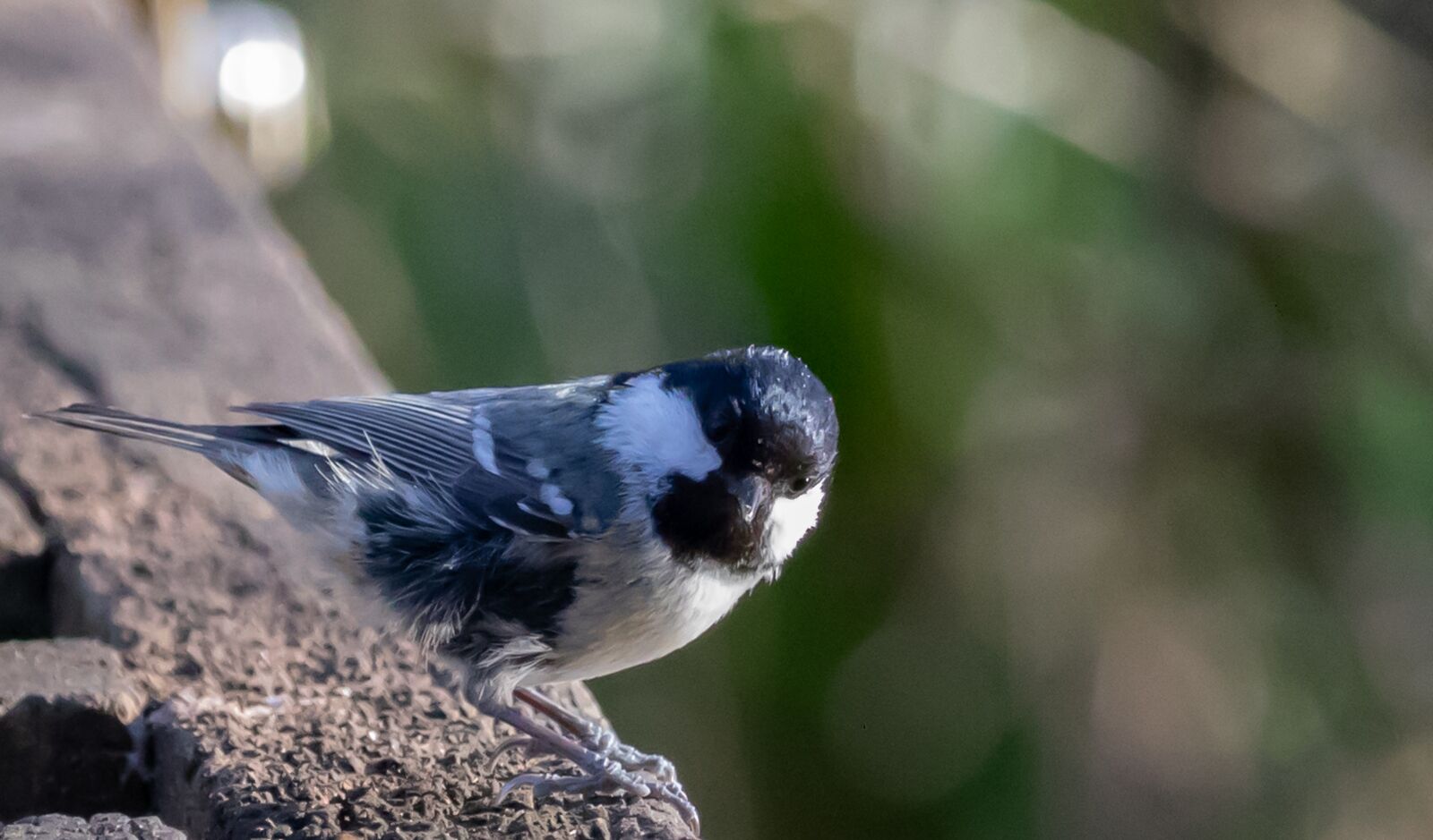 Canon EOS 7D Mark II sample photo. Willow tit, willowtit, feeding photography