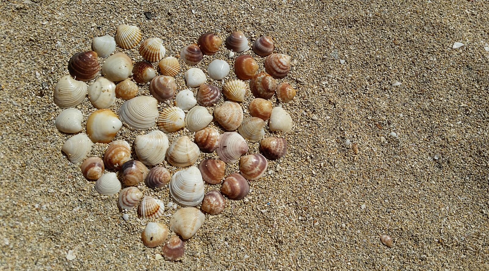 Samsung Galaxy S5 sample photo. Heart, mussels, harmony photography