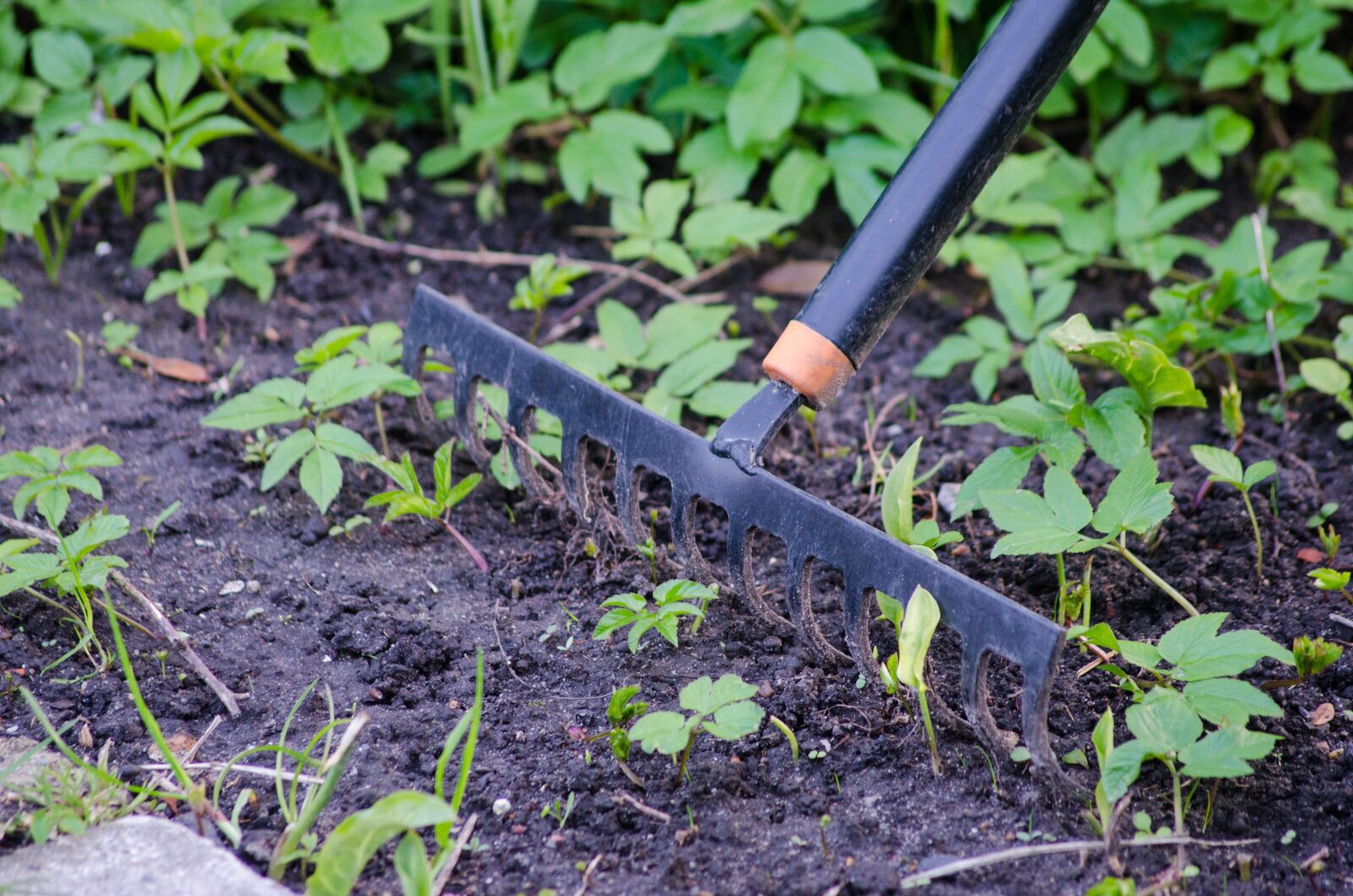 Nikon D7000 sample photo. Gardening, rake, garden photography