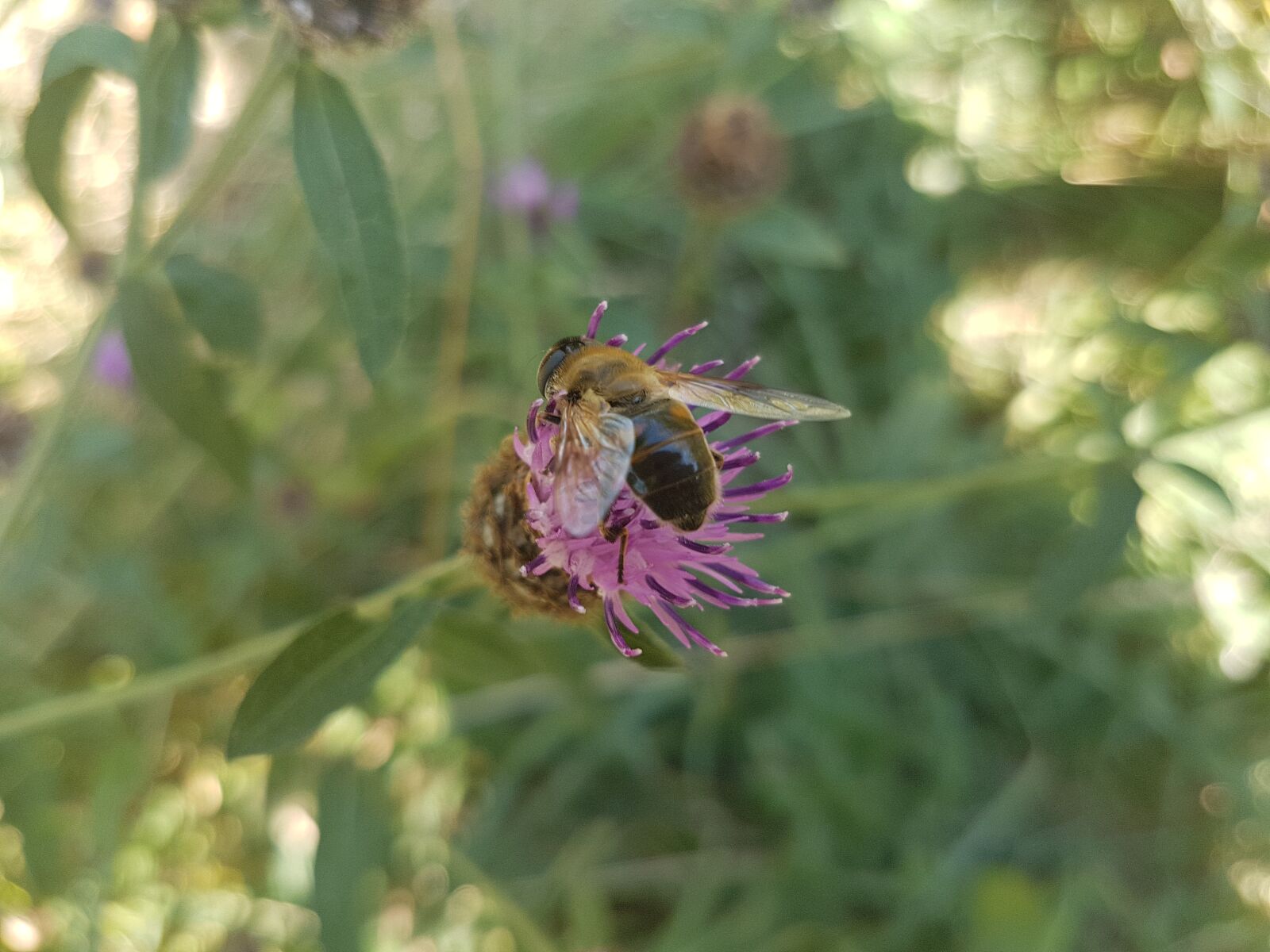 Samsung Galaxy S7 sample photo. Nature, natural, bee photography
