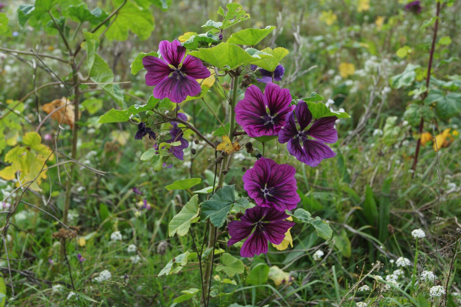 Sony SLT-A65 (SLT-A65V) sample photo. Flowers, the beasts of photography