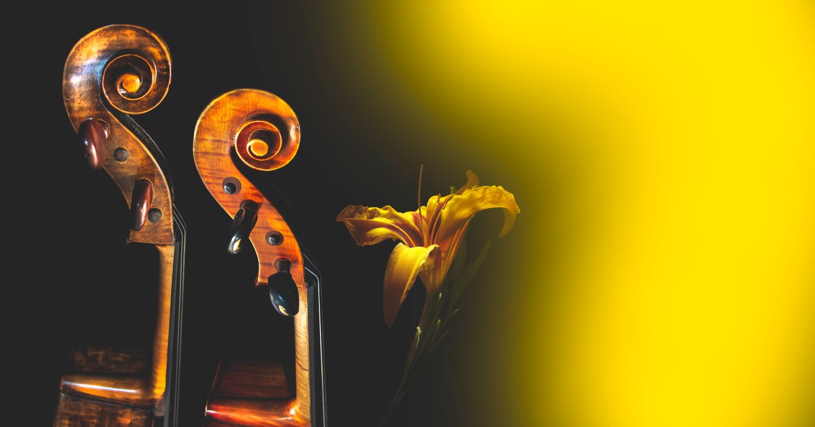 Nikon D5600 sample photo. Cello, flower, scenic photography