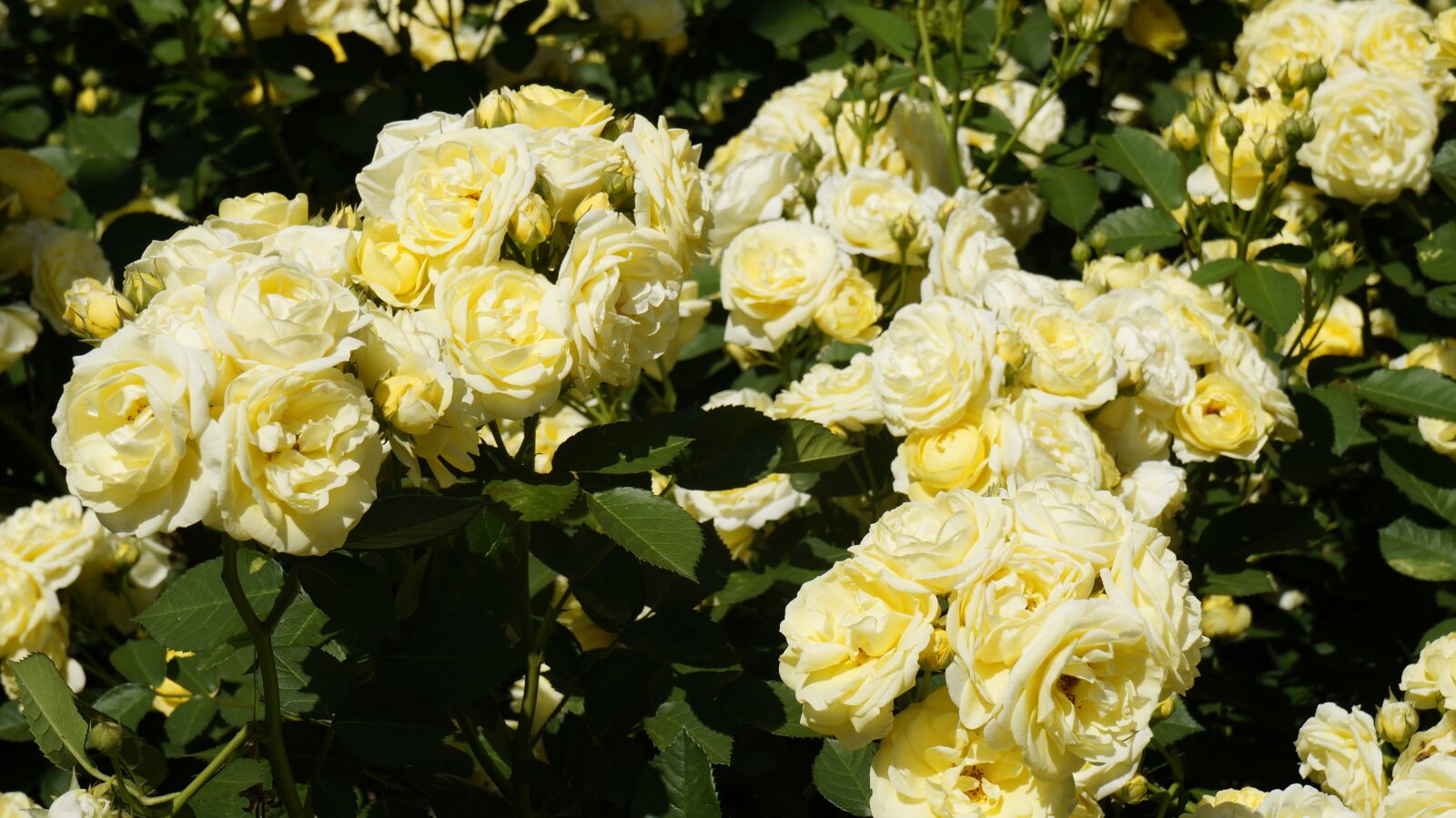 Sony Alpha NEX-5R + Sony E 18-55mm F3.5-5.6 OSS sample photo. Rose, yellow, flowers photography