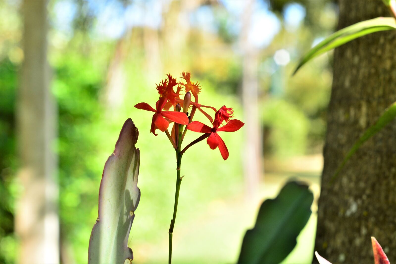 Nikon D7100 sample photo. Flower, orchid, botanist photography