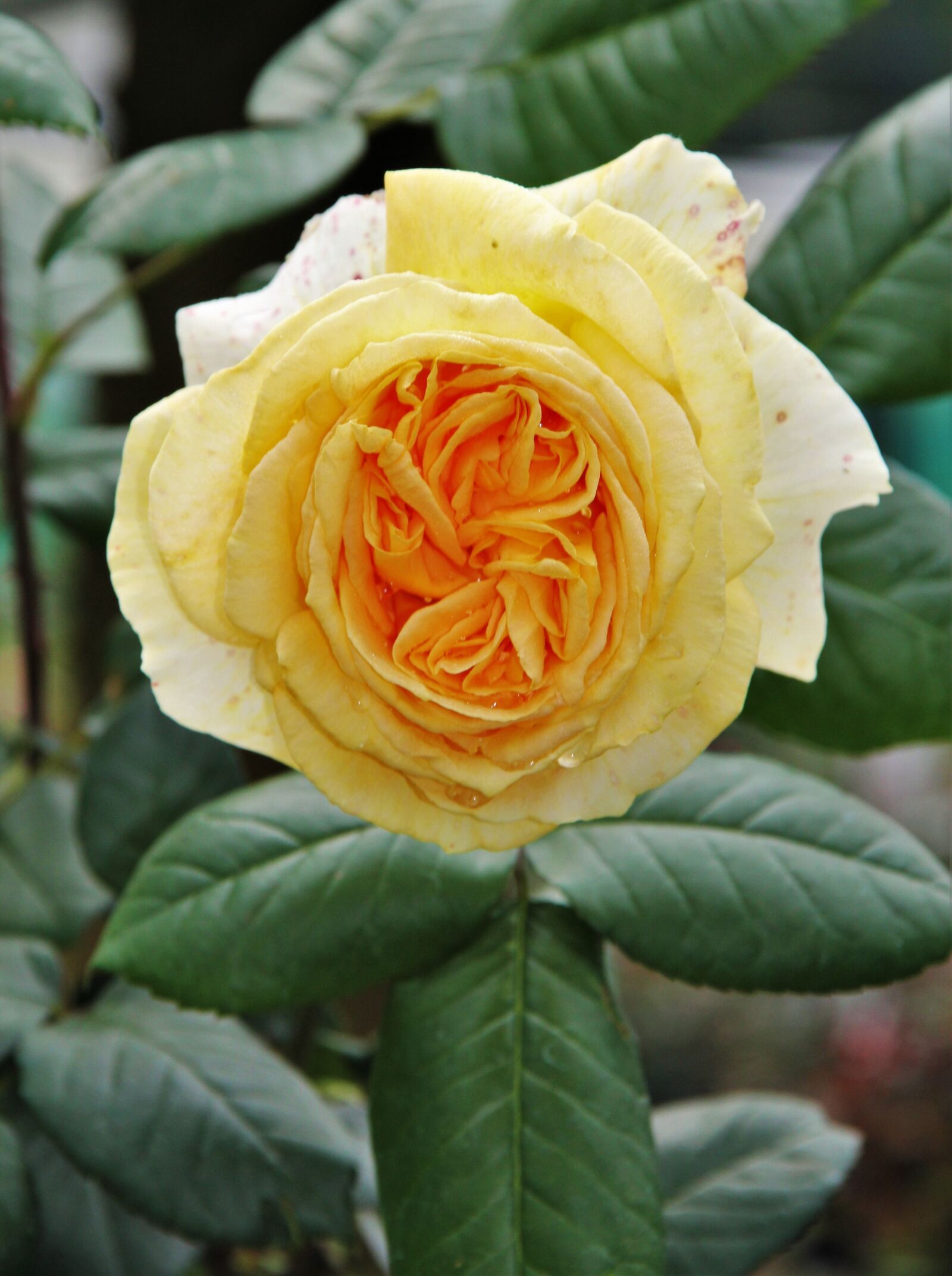 Canon EOS 550D (EOS Rebel T2i / EOS Kiss X4) sample photo. Filled floribunda, cream, fragrant photography