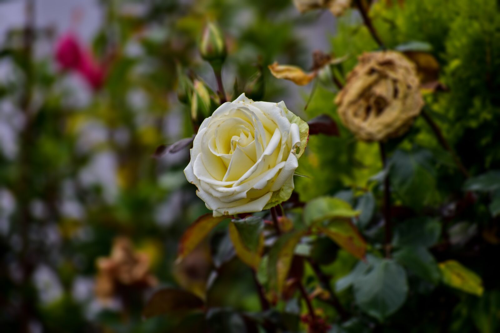 Nikon D3400 sample photo. Rosa, white, romantic photography
