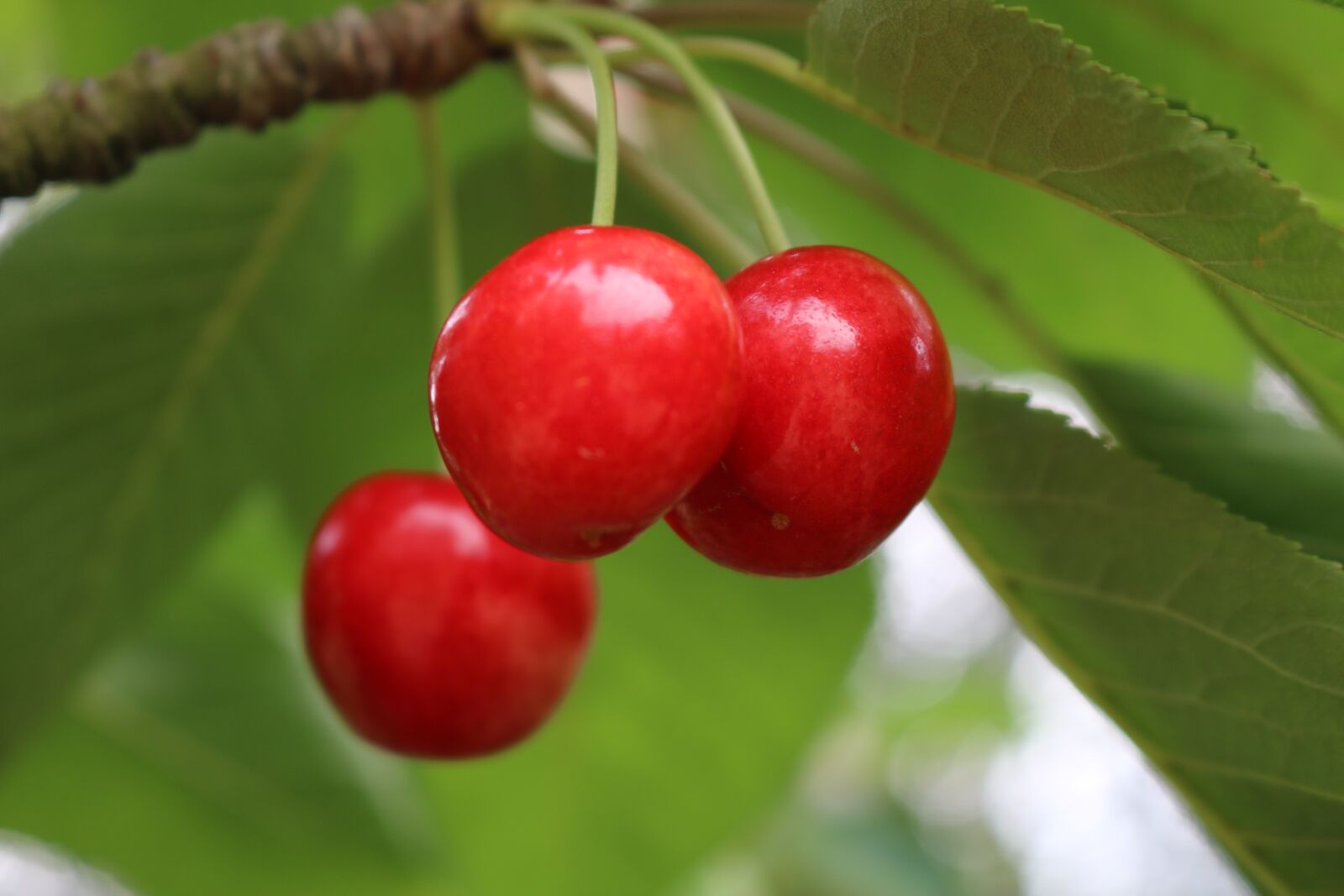 Canon EOS 750D (EOS Rebel T6i / EOS Kiss X8i) sample photo. Cherry, leaves, green photography