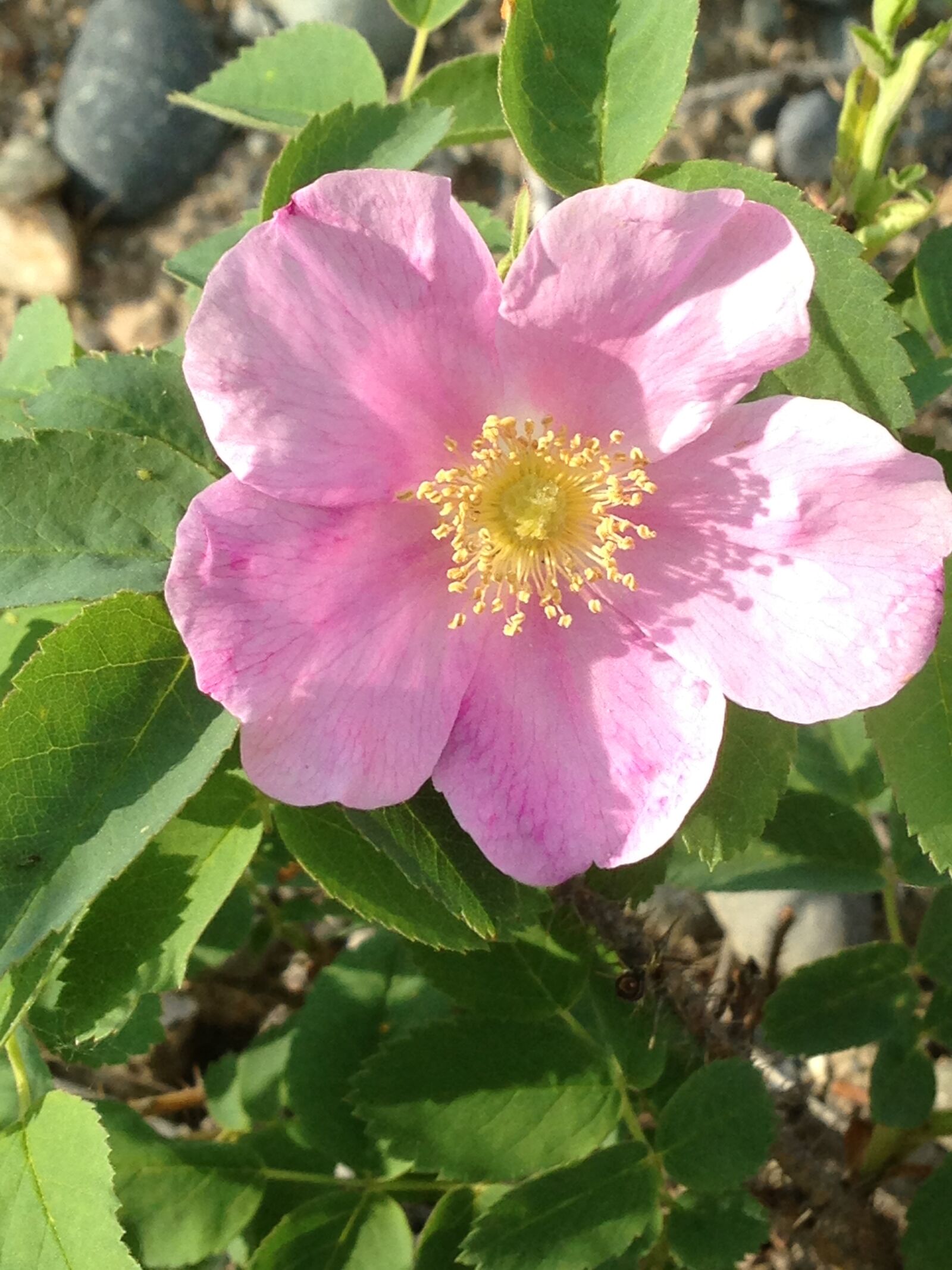 Apple iPhone 5 sample photo. Blooms, close, up, flower photography