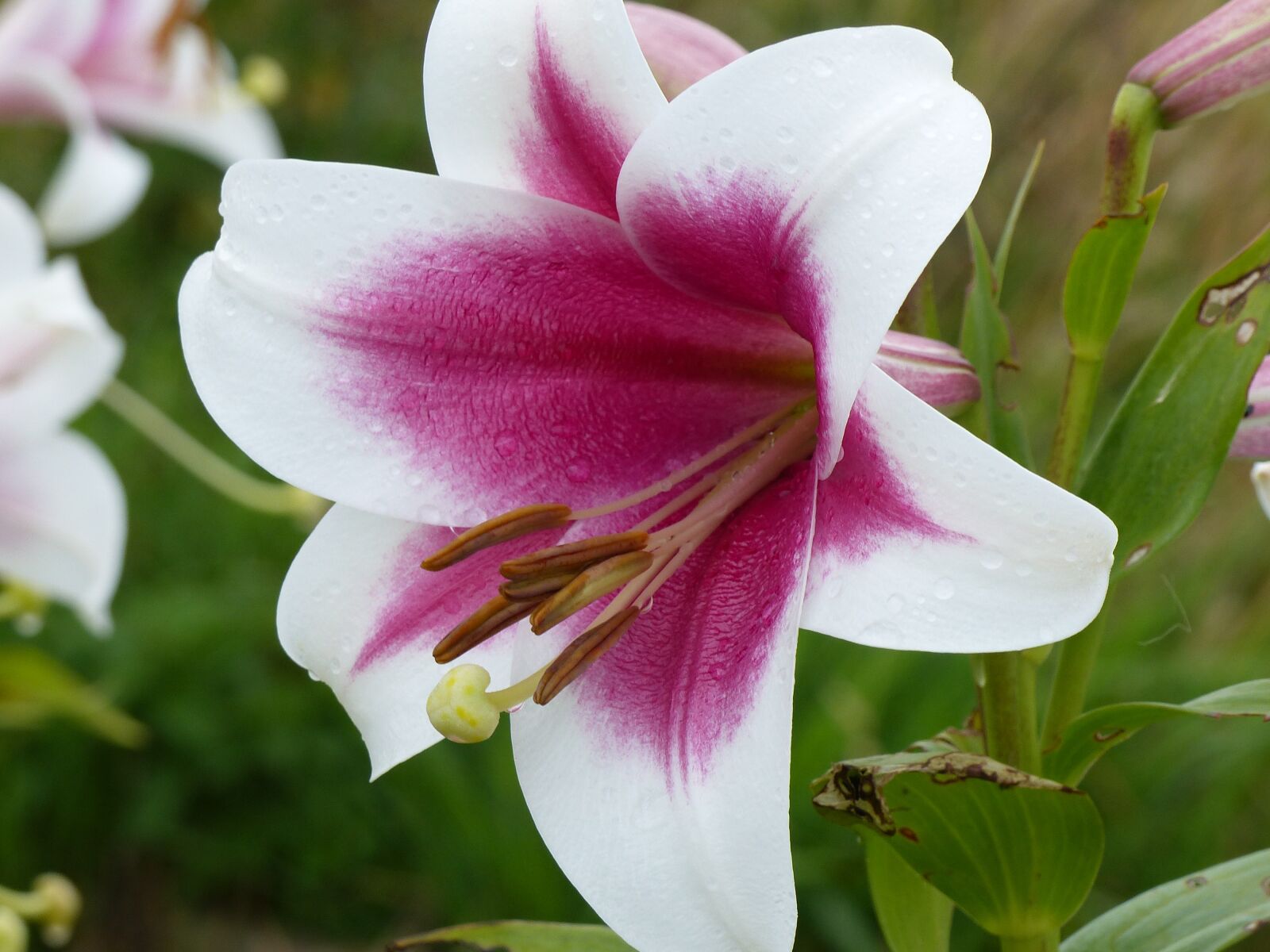 Panasonic Lumix DMC-FZ200 sample photo. Lily, colors, garden photography