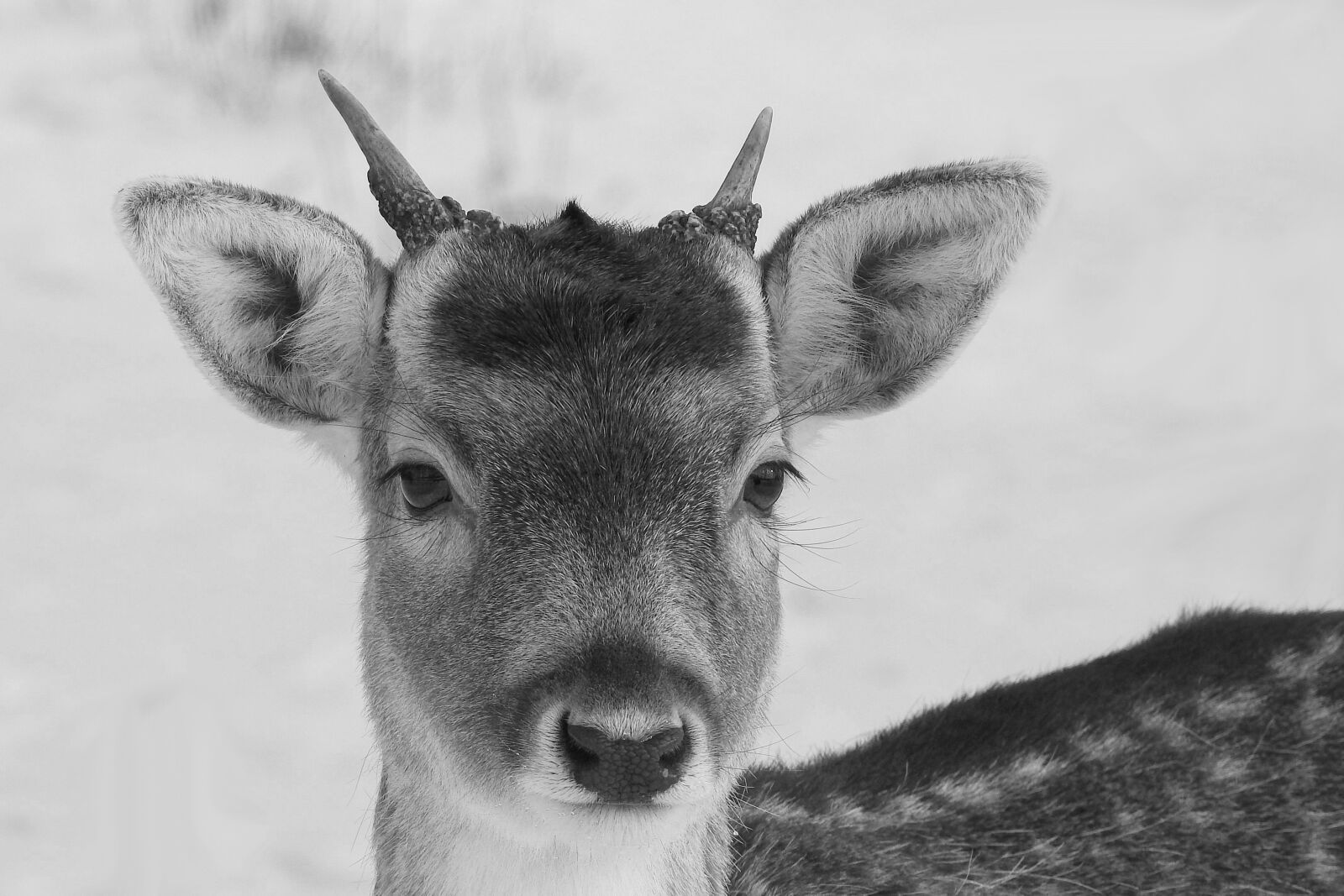 Nikon Coolpix P900 sample photo. Hirsch, young-stag, fallow deer photography