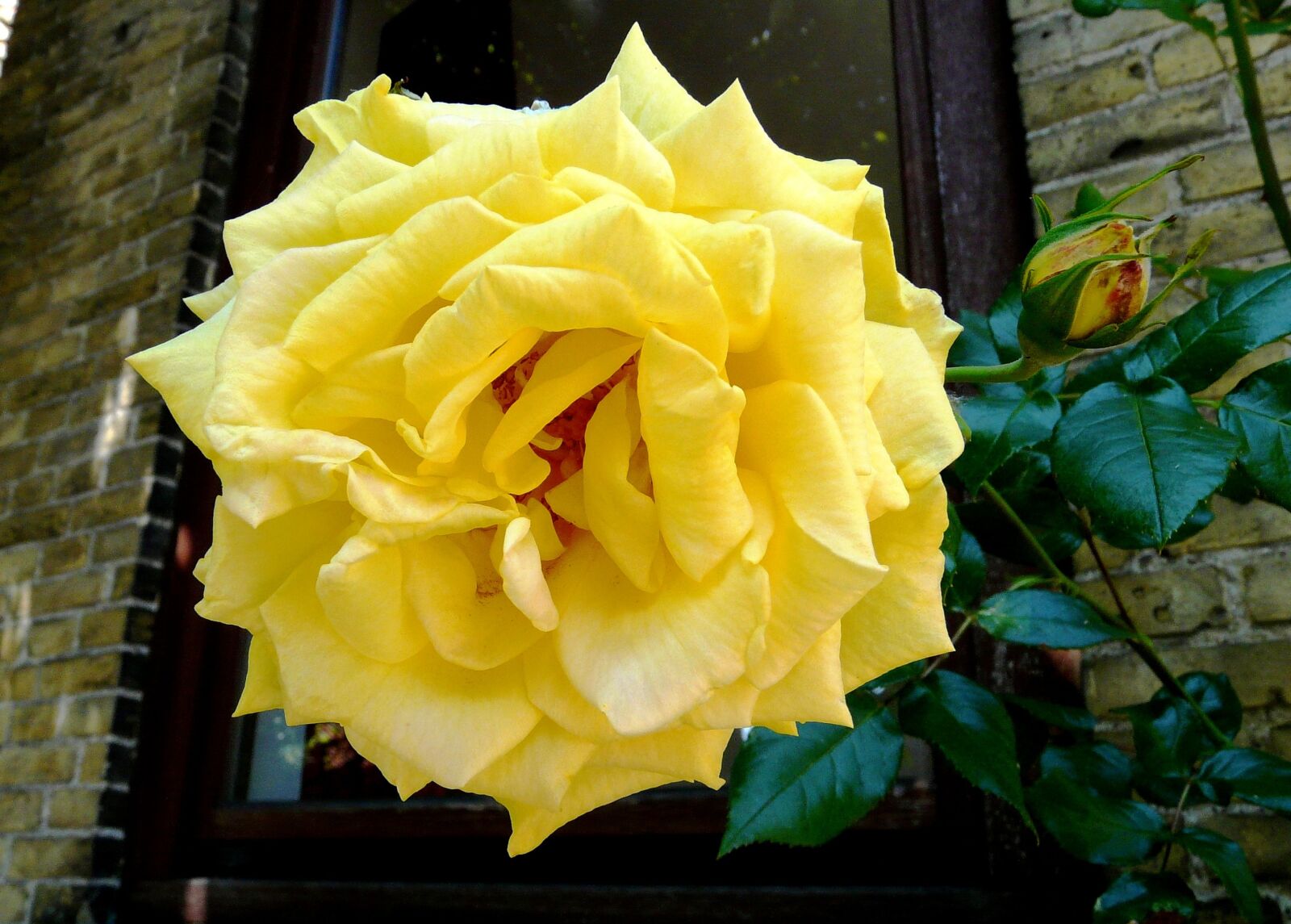 Panasonic DMC-FZ18 sample photo. Yellow rose, flower, yellow photography