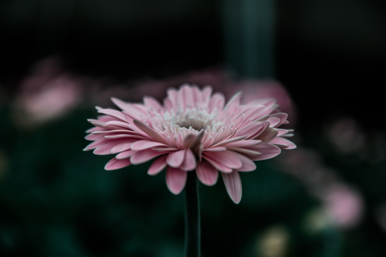 Samsung NX1 sample photo. Flowers, plant, pink, close photography