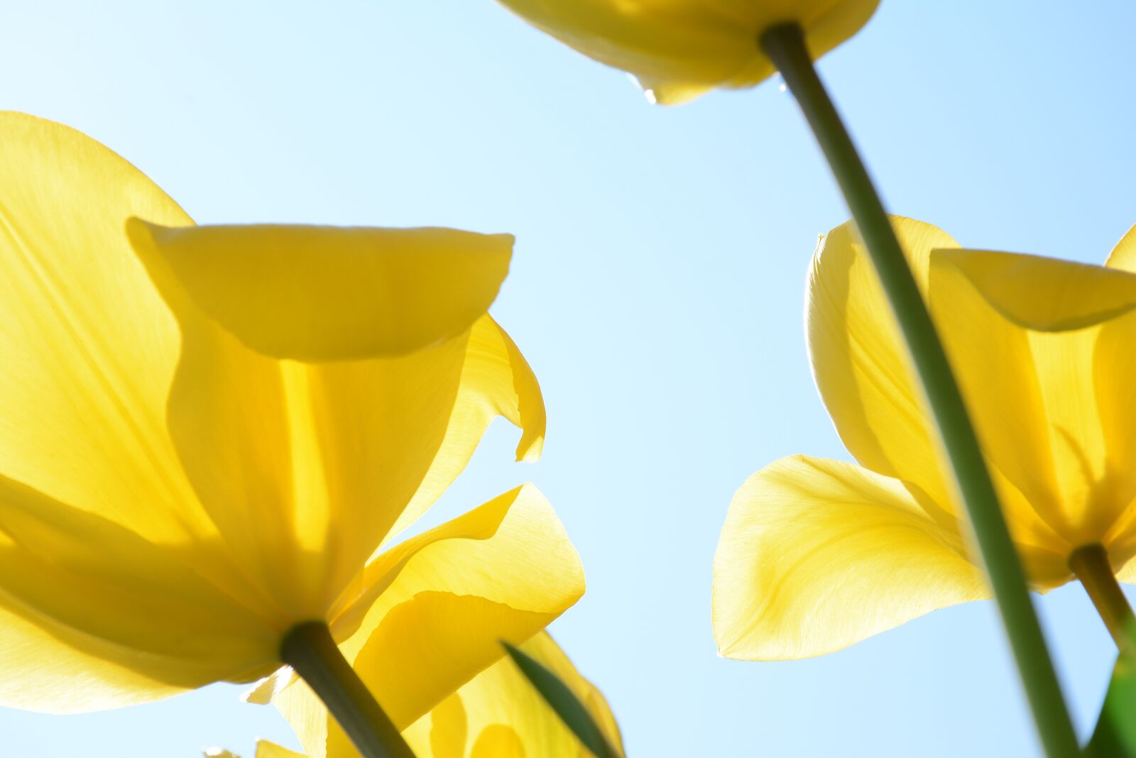 Nikon D7100 sample photo. Flowers, tulip, yellow flowers photography