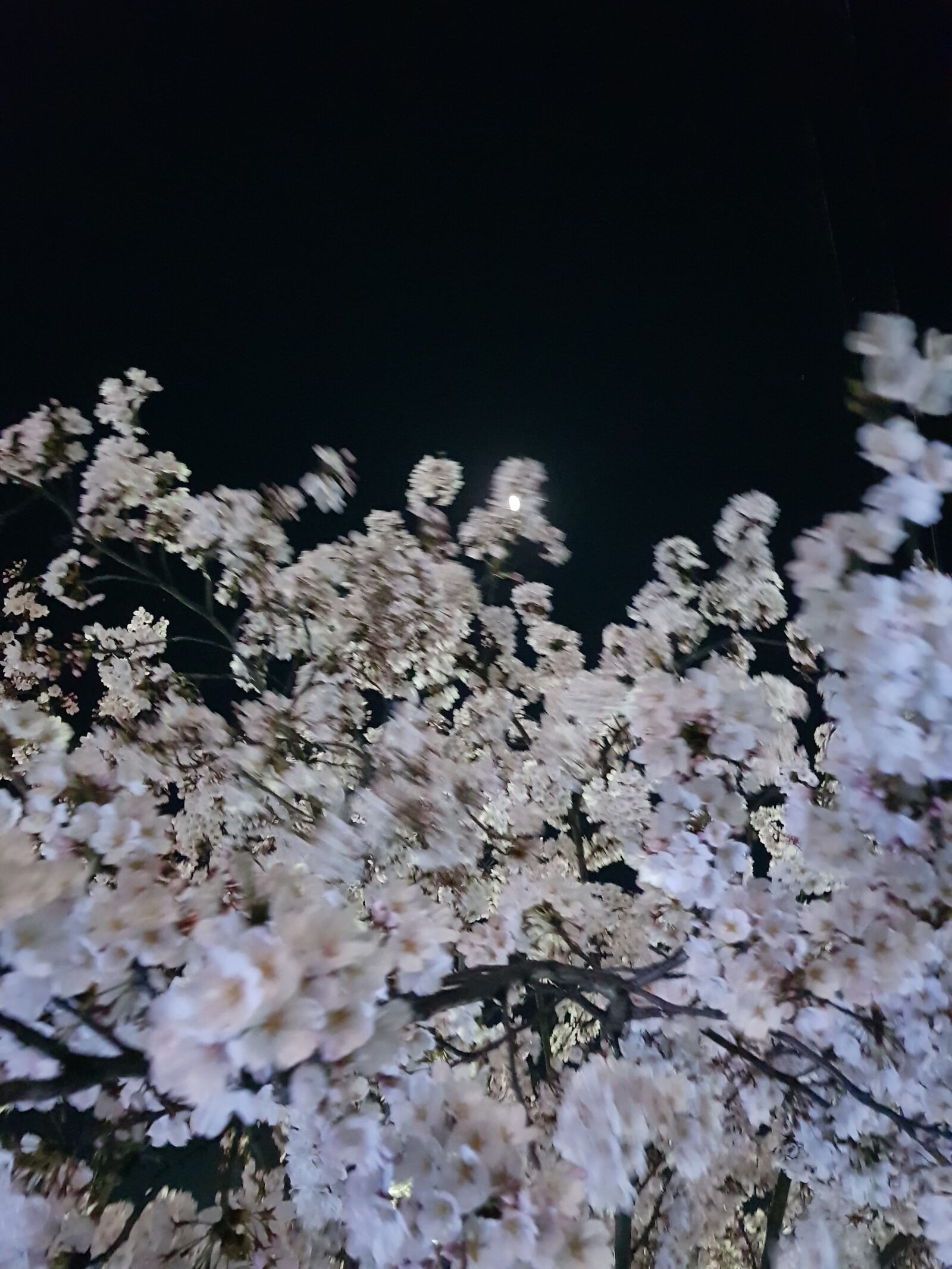 Samsung Galaxy S8+ sample photo. Night, beoc flowers, the photography