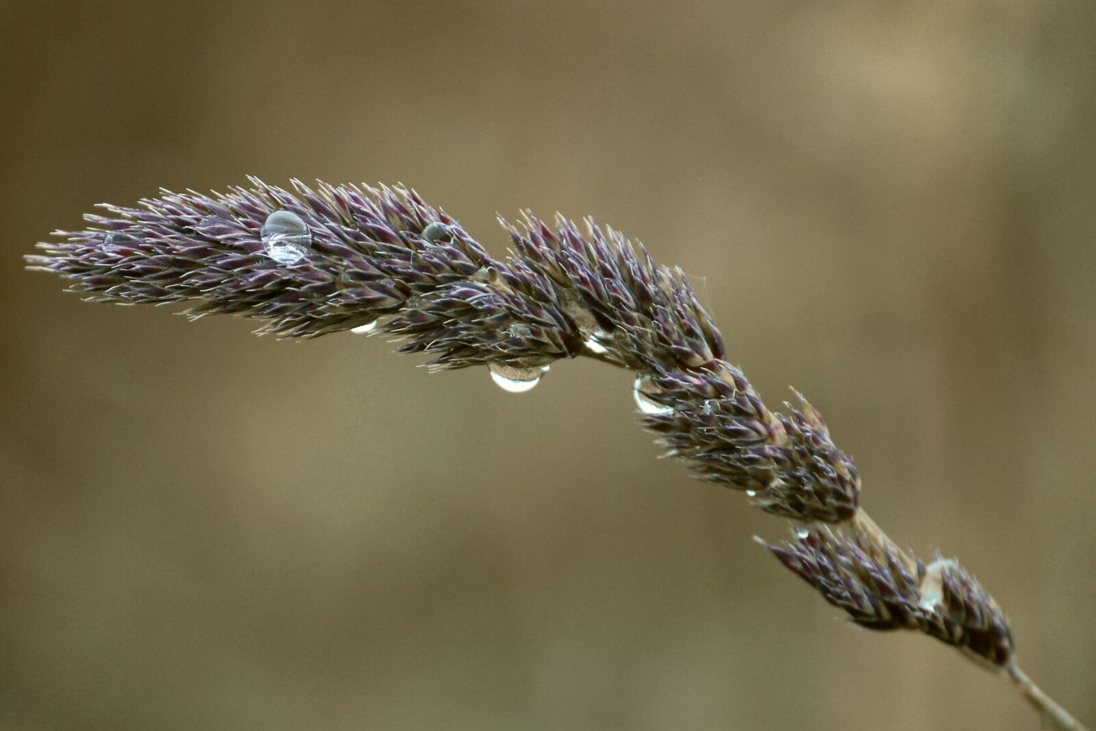 Canon EOS 1100D (EOS Rebel T3 / EOS Kiss X50) sample photo. Blade of grass, drop photography