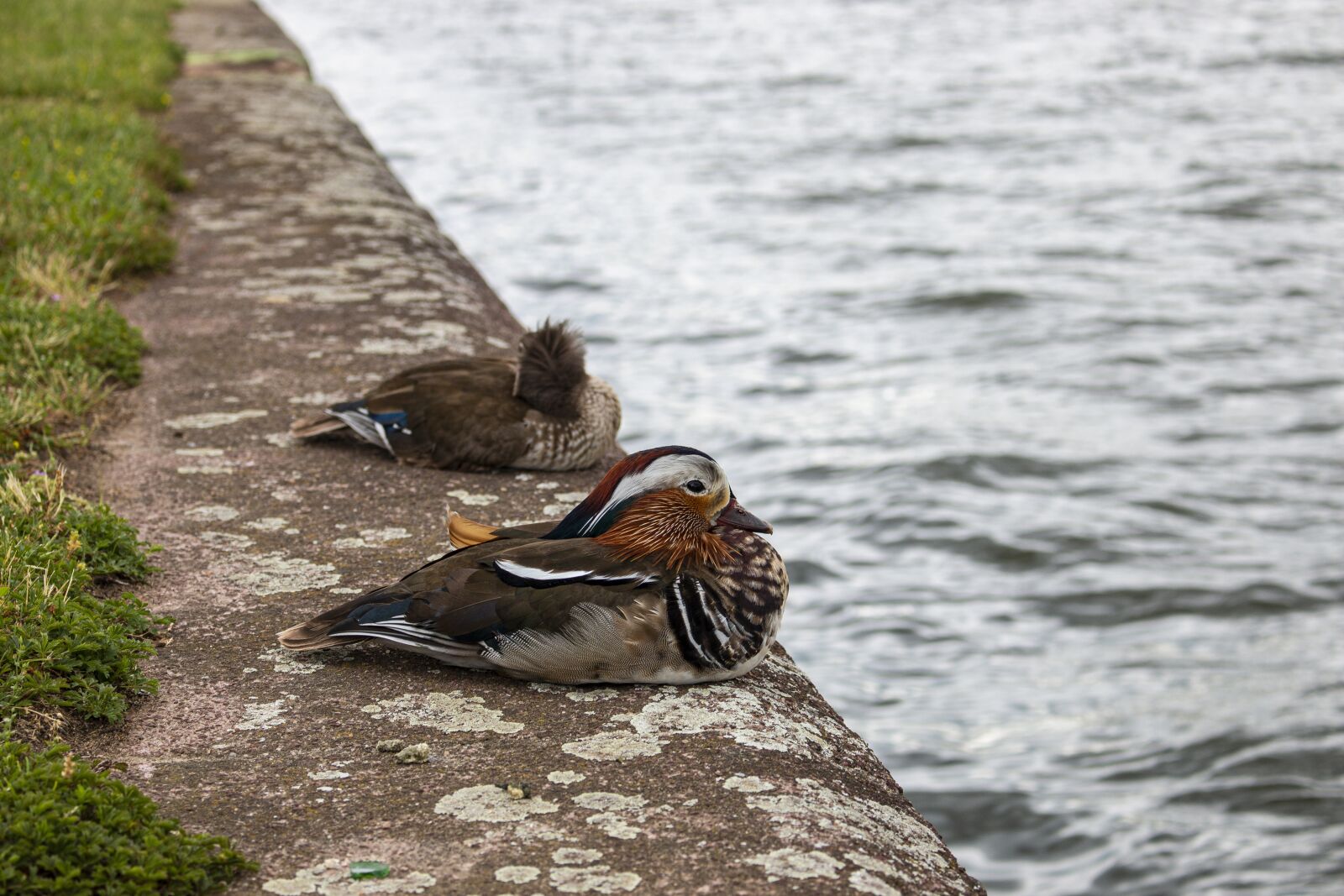 Canon EOS 70D + Canon EF-S 18-55mm F3.5-5.6 IS STM sample photo. Mandarin ducks, duck, water photography
