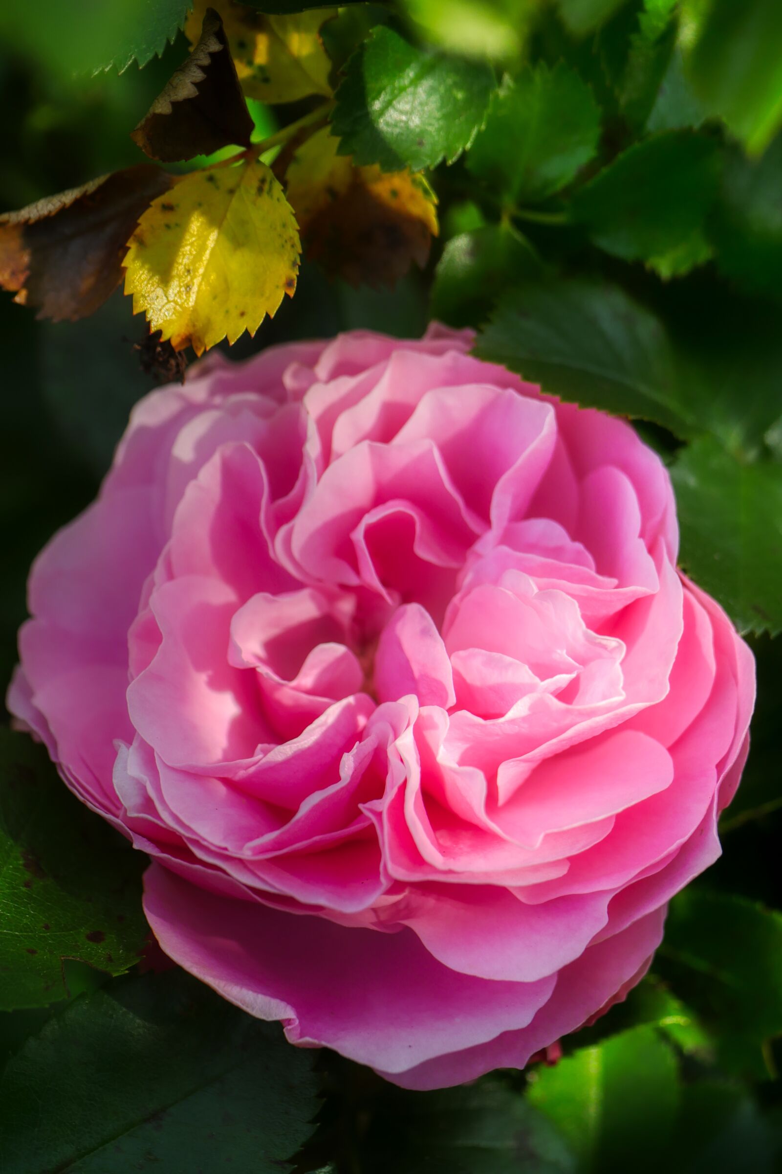 Panasonic Lumix DMC-GX8 sample photo. Rose, flower, blossom photography