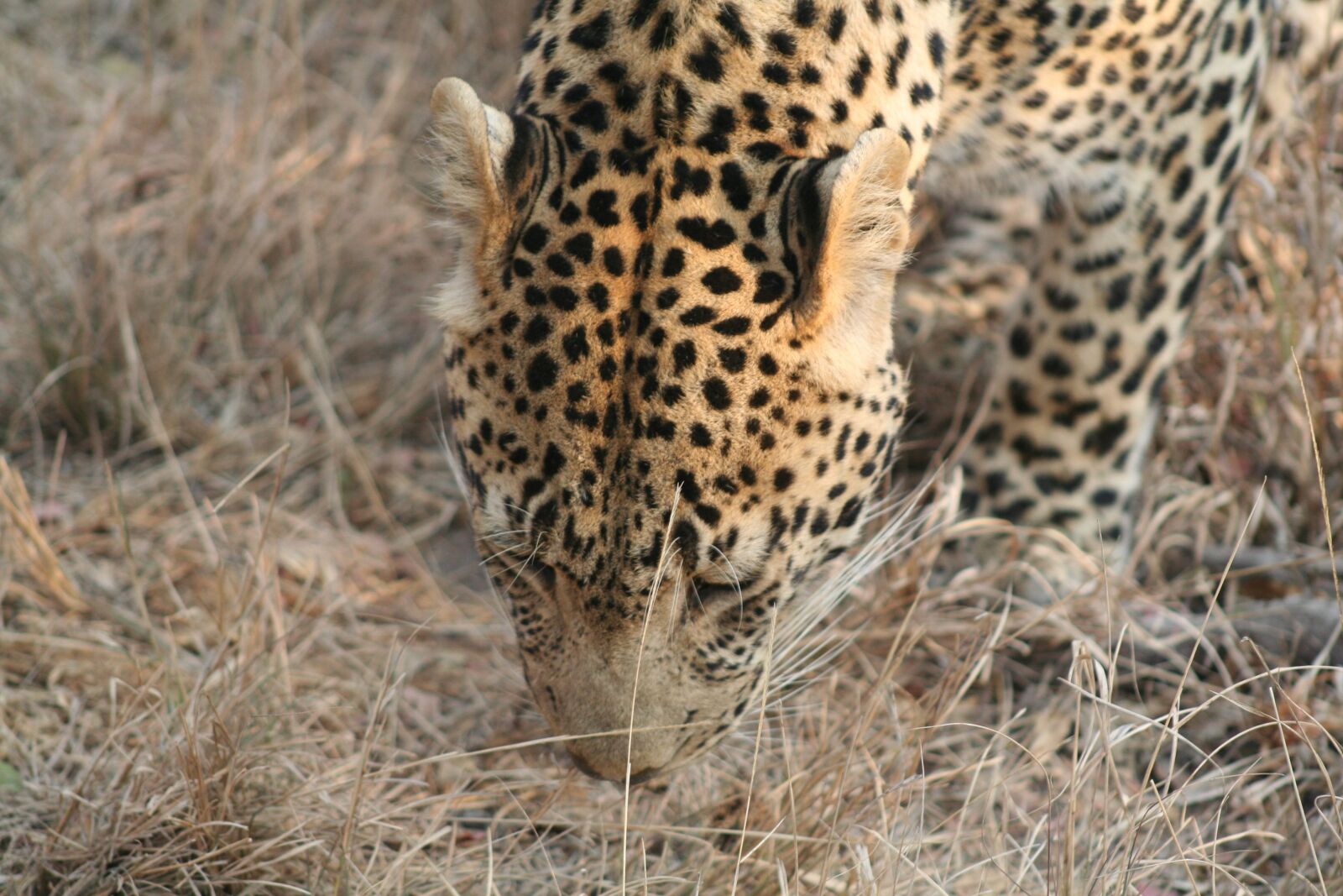Canon EOS 350D (EOS Digital Rebel XT / EOS Kiss Digital N) sample photo. Mammal, animal, leopard photography