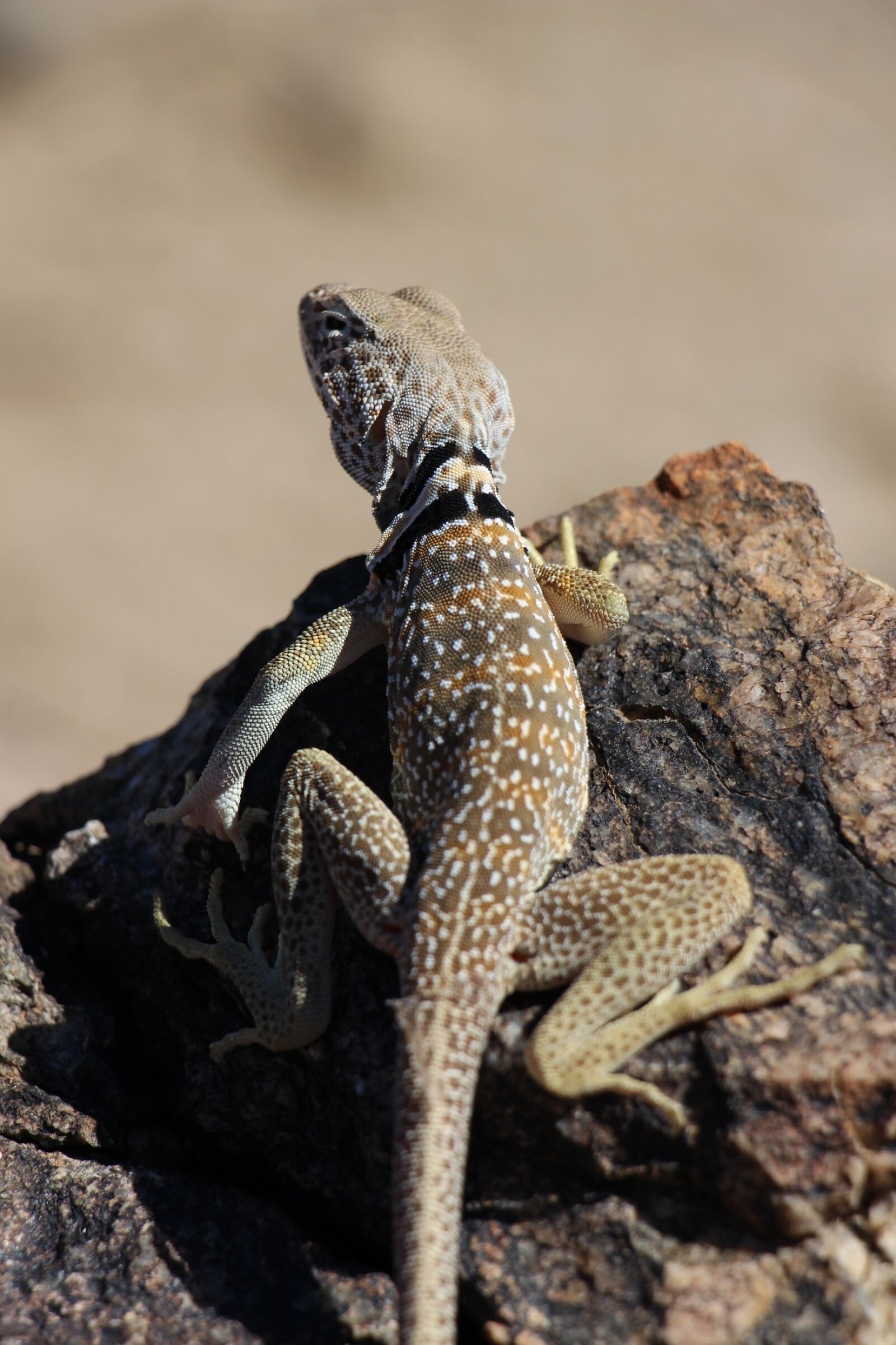 Canon EOS 700D (EOS Rebel T5i / EOS Kiss X7i) sample photo. Collared lizard, reptile, portrait photography
