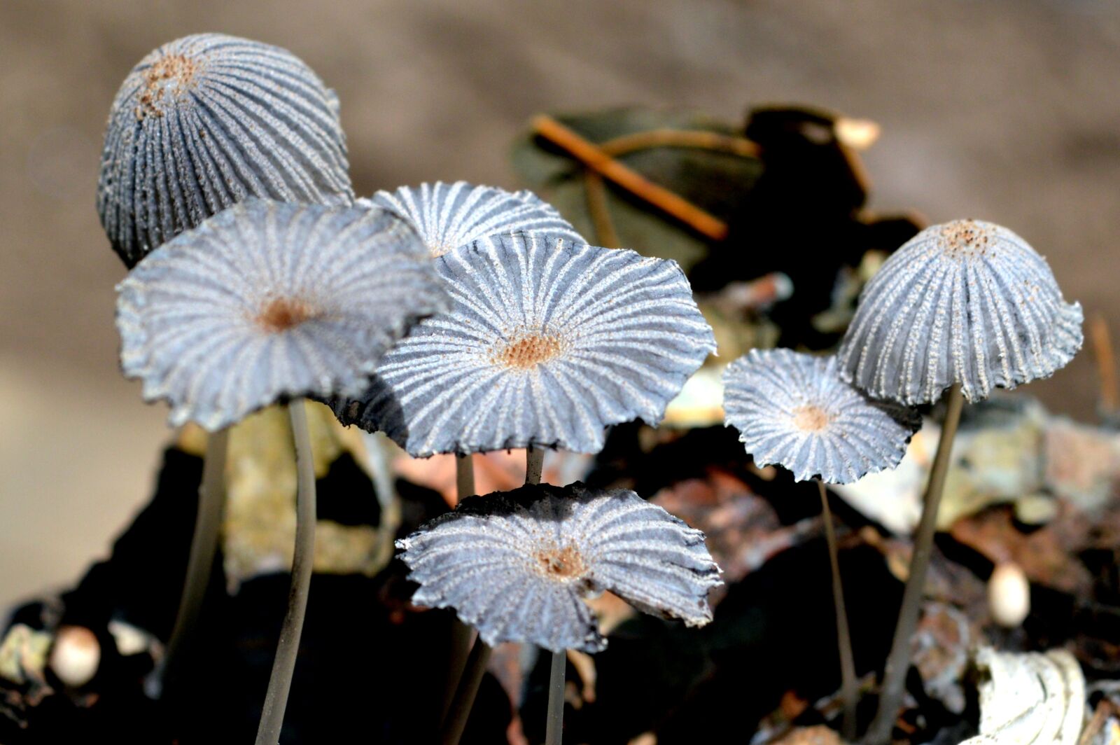 Nikon D3200 sample photo. Fungi, mushrooms, nature photography