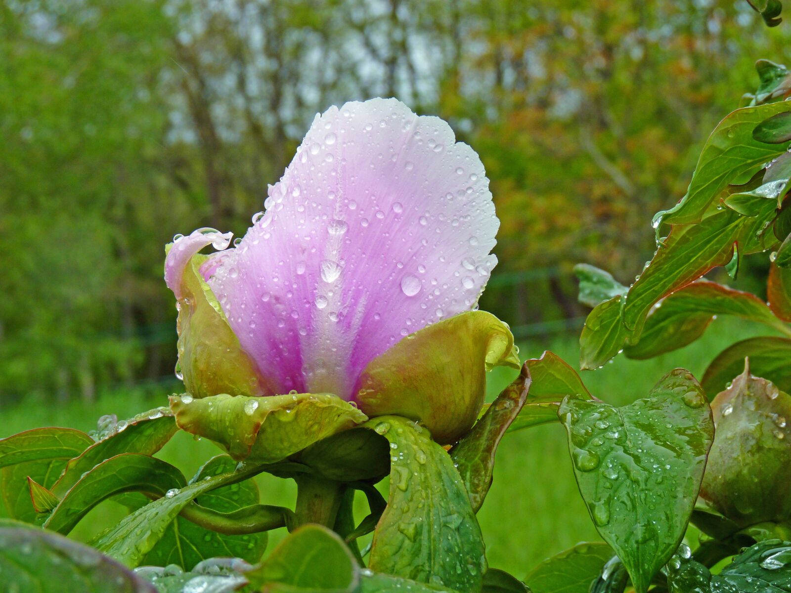 Panasonic Lumix DMC-FZ35 (Lumix DMC-FZ38) sample photo. Flower, peony, pink photography