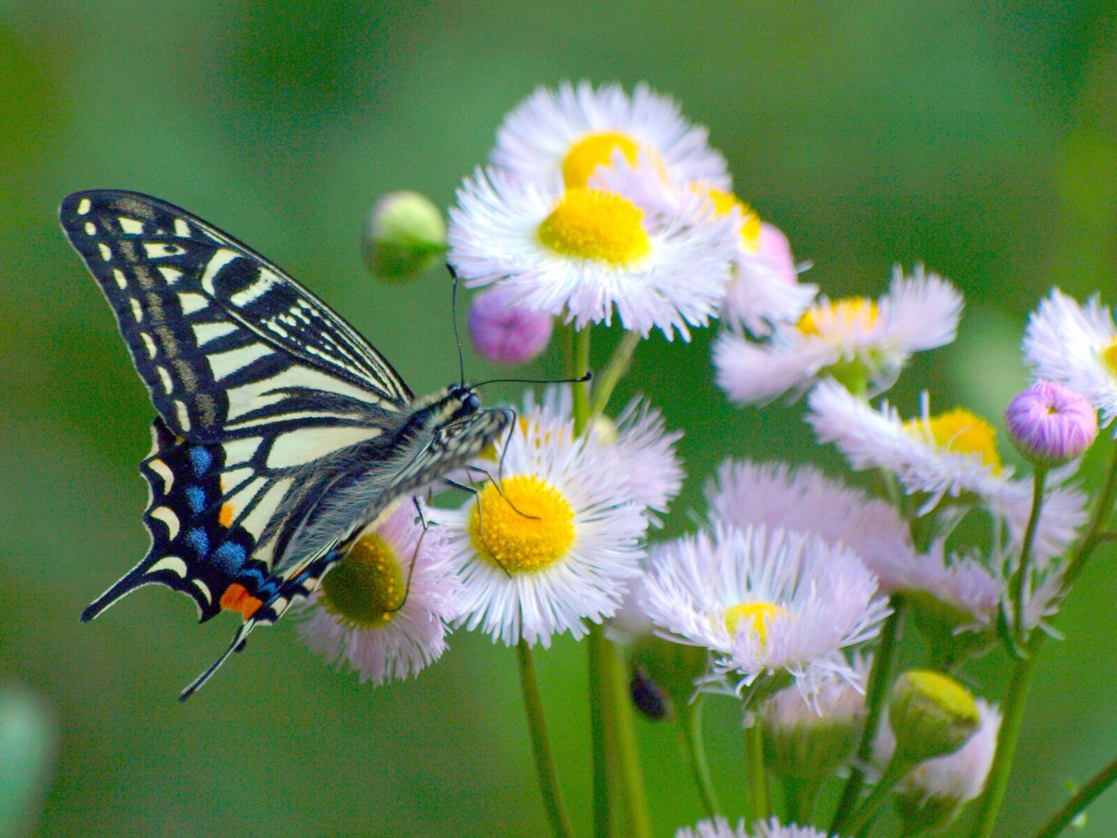 Olympus E-510 (EVOLT E-510) sample photo. Natural, creature, insect photography