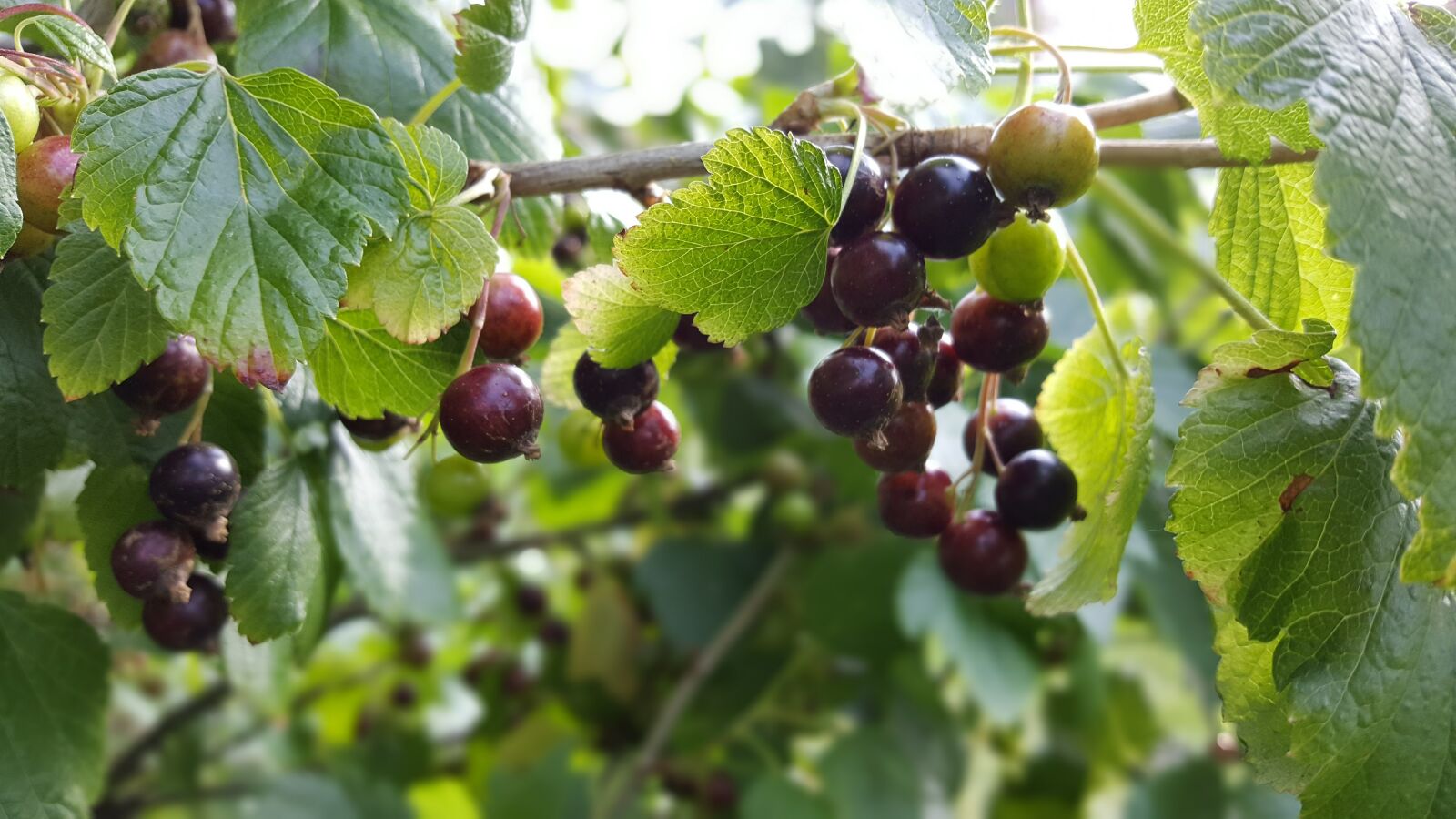 Samsung Galaxy S6 sample photo. Currant, plant, food photography
